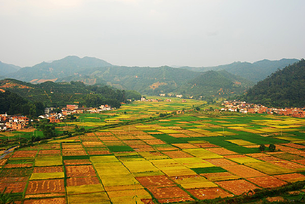 ��ɫ����Ұ