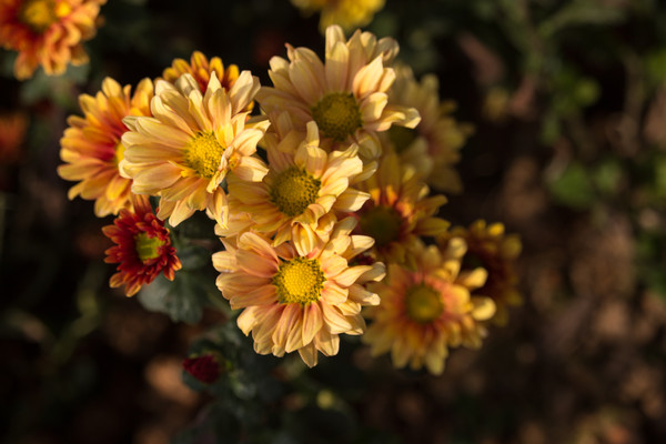 ��ɫ�ջ���д