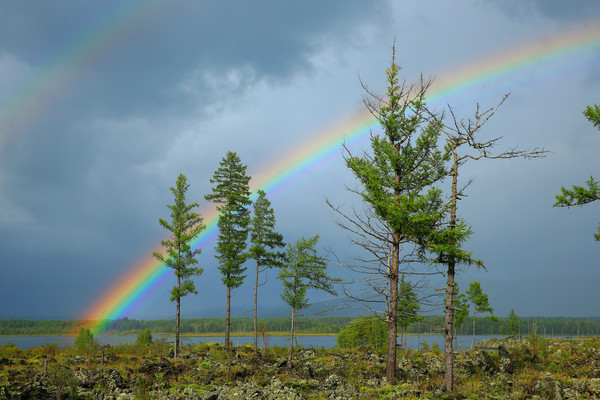 �ž���ϵĲʺ�