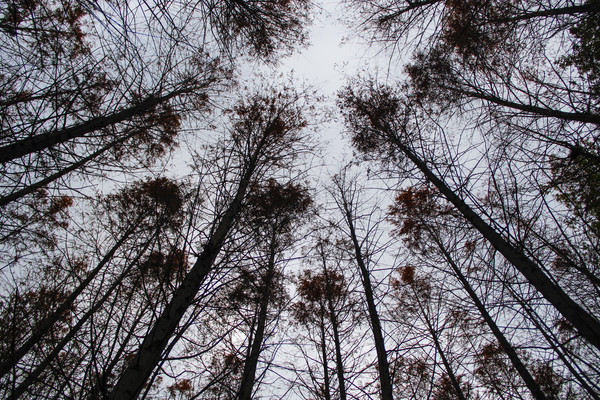 ���ղ�����ľ