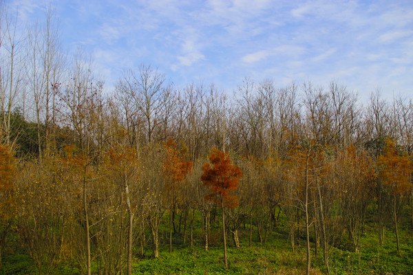 ����С����