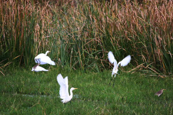 ��ֻ����չ��