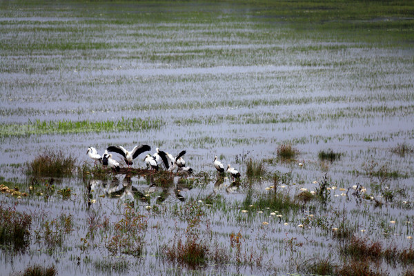 ��ֻ�ھ���