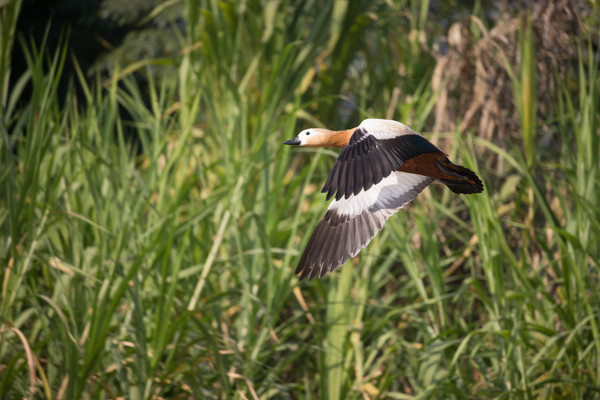 ���з�Ѽ��д