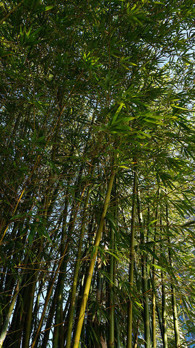 ï�ܵ�����