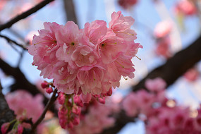 ʢ���ķ�ɫ÷��