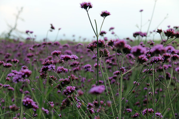 ʢ�����ϻ�