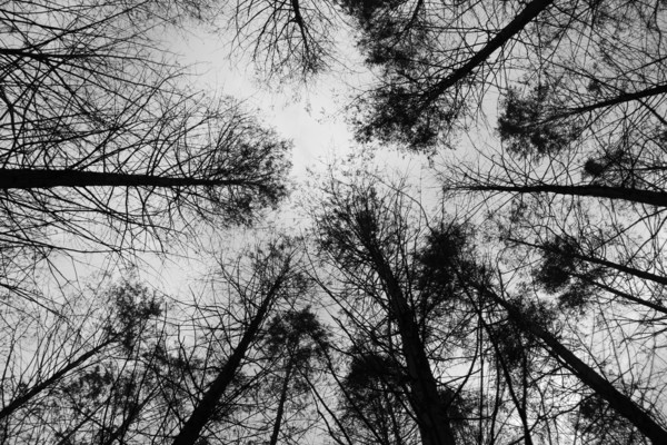 ���ֺ�ɫ����