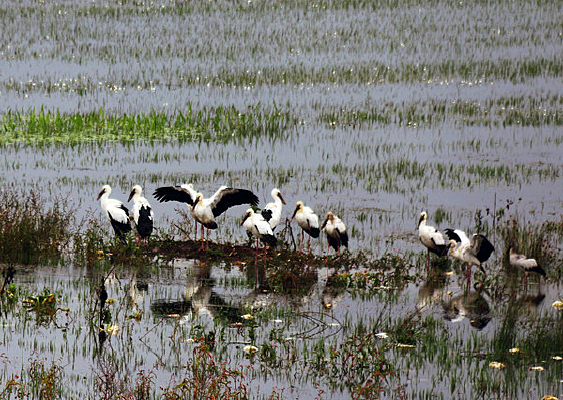 չ��ĺھ���