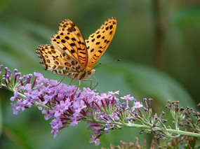 ��ɫ��쳱��̵�