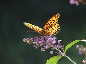 ������쳱��̵�