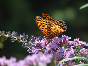 �����µ�쳱��̵�