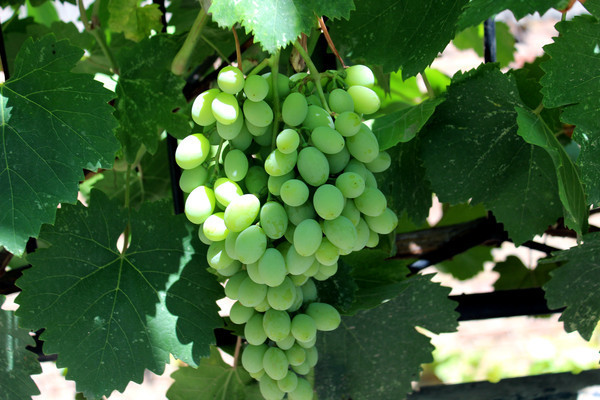 һ���ɳ��е�����