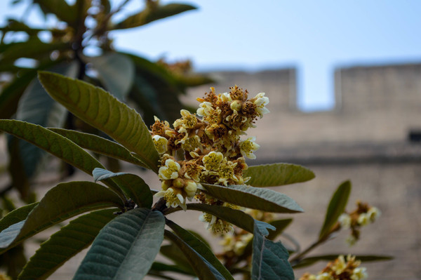 ���տ�����