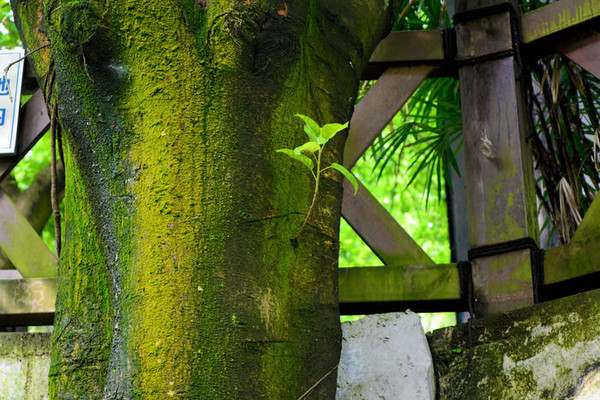 ��ľ�ϵ�֦Ҷ