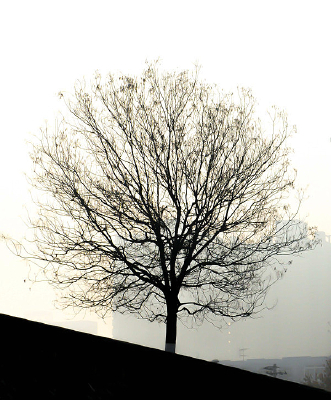 �����йµ�������