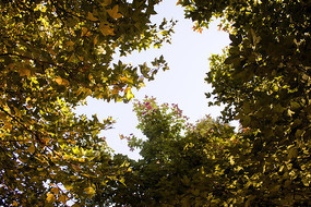 ï�ܵķ�Ҷ��