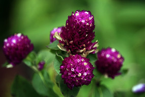 ��ɫ����