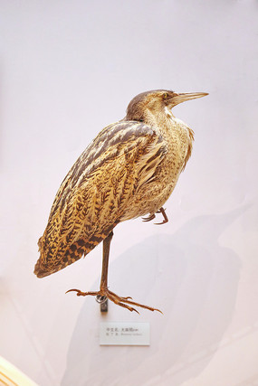 �걾�����l