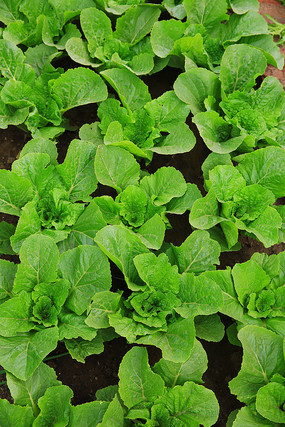 白背景上的小白菜