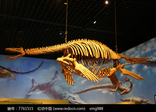 飞龙骨骼化石