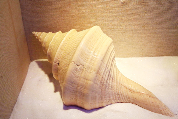 ������Ĵ���������