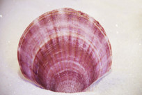 ������ʺ��ȸ�