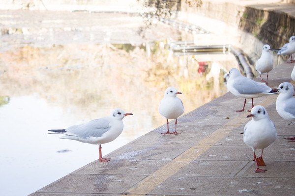 ���ߵĺ���Ÿ