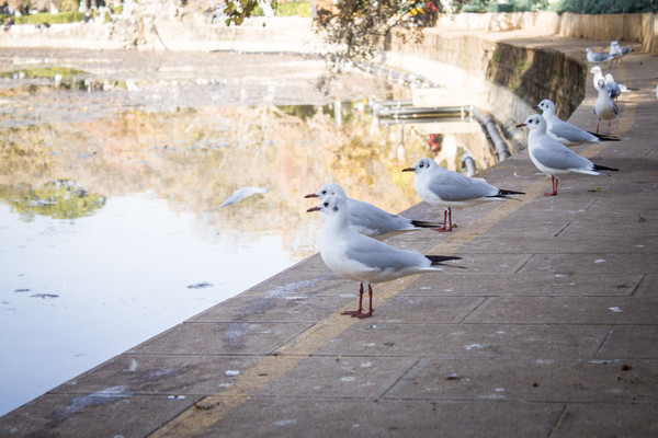 ���ߵļ�ֻ����Ÿ