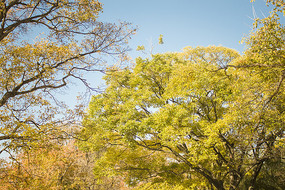 ��ɫ��һƬ��ľ