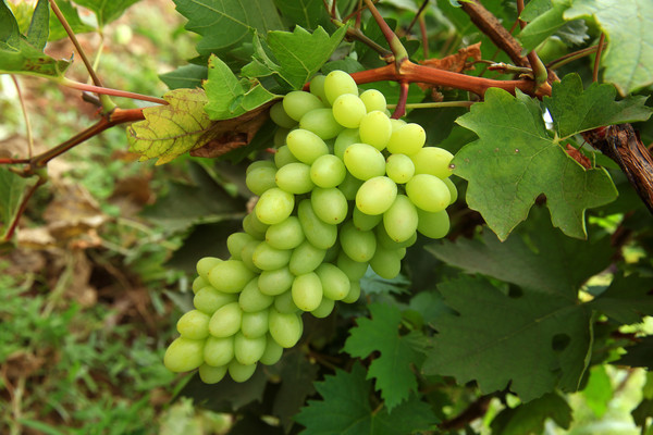 ˮ��������