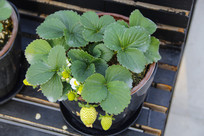 ��ݮ����