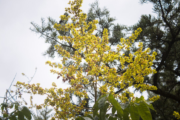 ��֦�ϵ�һ�ػ�ɫ����