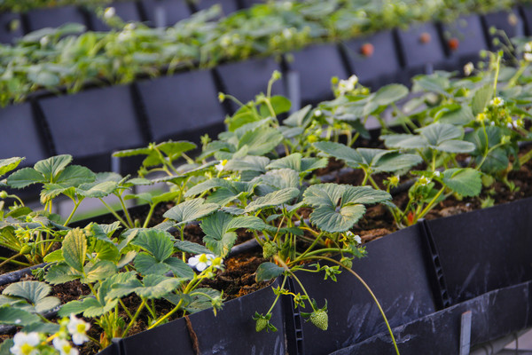 ���Ҳ�ݮ����