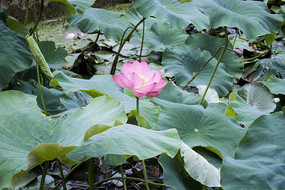 һ���ɫ�ĺɻ�