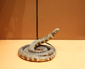 ���������߱걾