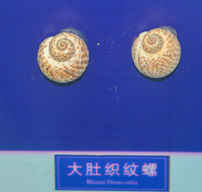 ���֯���ݱ걾