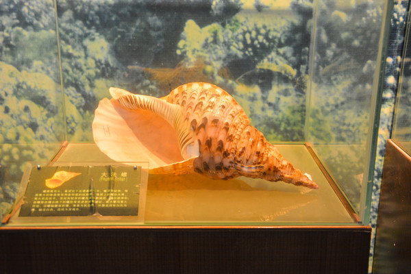 �����ݿڱ걾