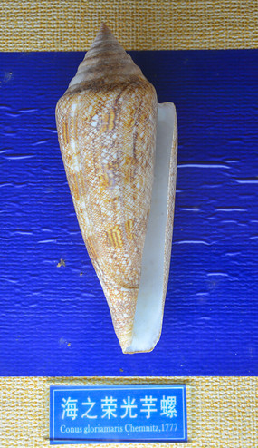 ��֮�ٹ����ݱ걾