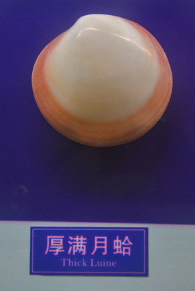 �����¸�걾