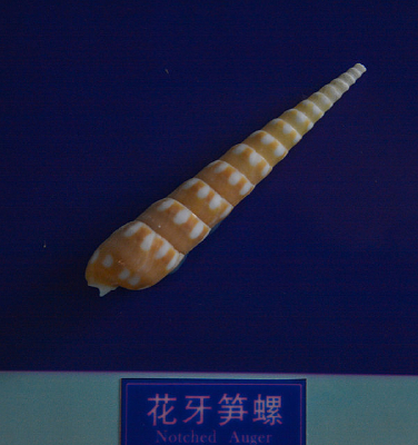 �������ݱ걾