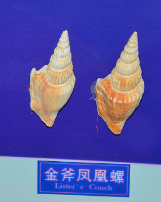 �𸫷���ݱ걾