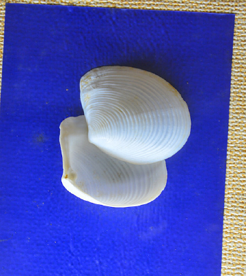 ���������걾