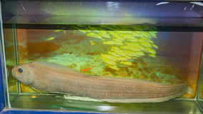 ���ϼ��൶��걾