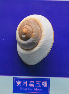 ���������ݱ걾