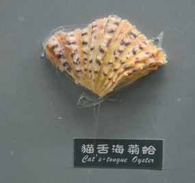 êຣո걾