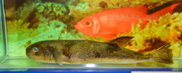 �ܵ㶫���걾