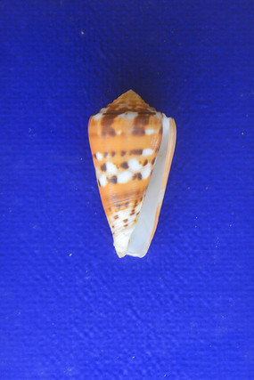 ģ����˹���ݱ걾