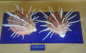 �����ȸ�걾