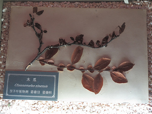 ��Ͽ����ֲ��걾ľ��